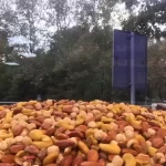 آجیل چهار مغز 500 گرم - 