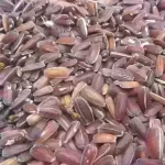 تخمه قرمز پرنده 1کیلوگرم - 