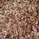مغز گردو درجه یک 100 گرم - 