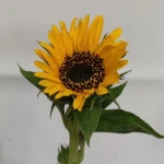 گل میلاد-شاخه گل