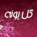 گل پونه