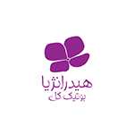 گل هیدرانژیا