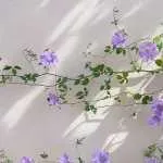 گل سمیرا